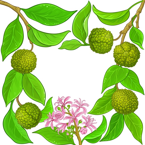 calodendrum vector frame