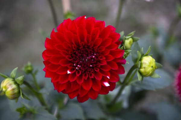 red blooming dahlia flower in the
