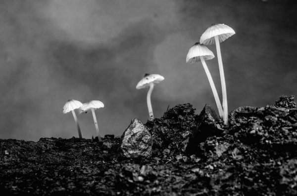 mushroom macro photography