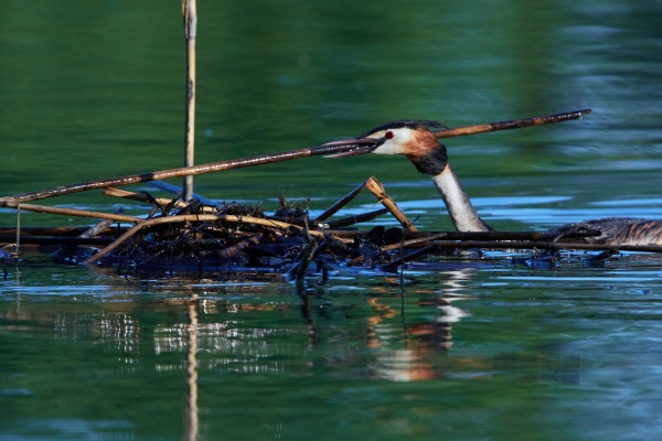 great crested grebe displaying during mating