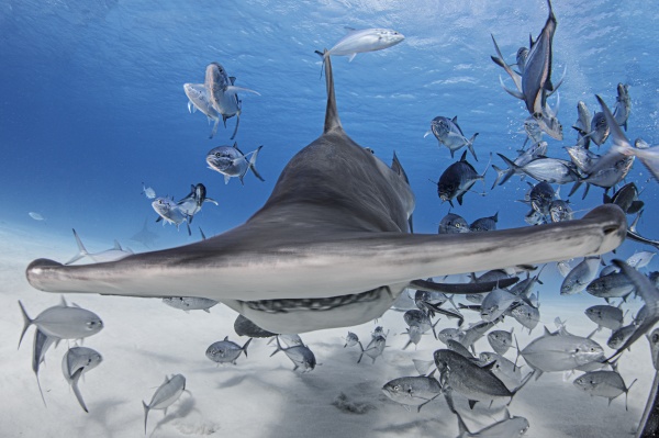 bahamas hammerhead shark and school