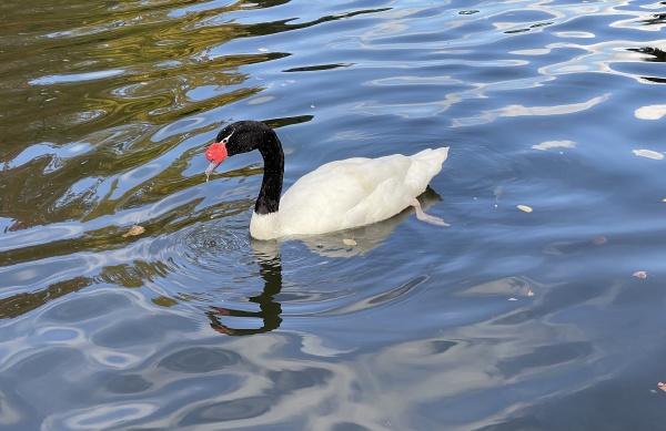 black necked swan swan cygnus