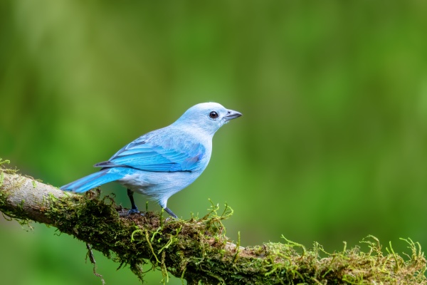 Media-id 31174615
