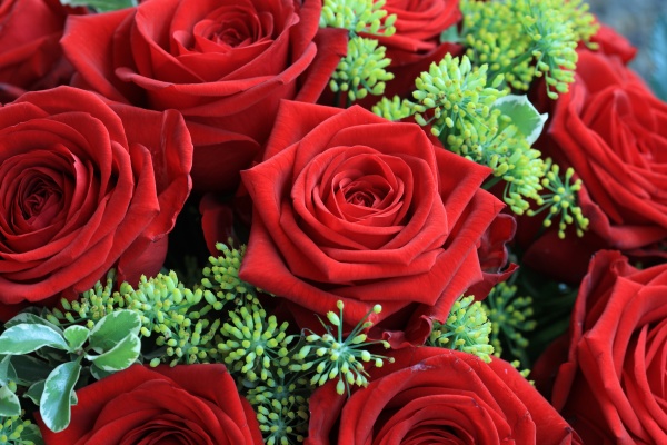 bouquet of wonderful red roses