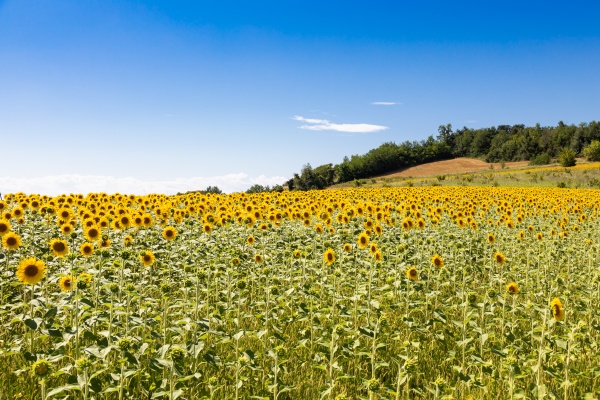 sunflowers field in italy scenic
