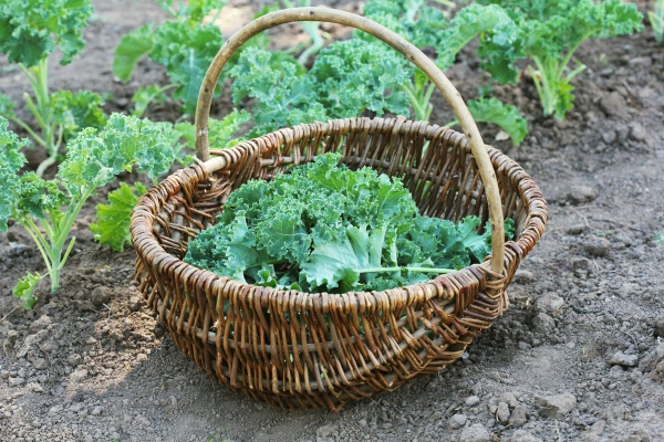young kale growing in the vegetable