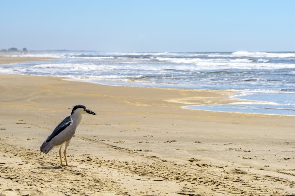sea bird perched on the sand