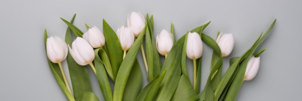 spring banner with white tulips