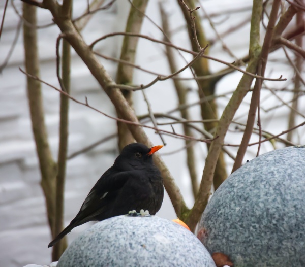 a blackbird eats apple on a