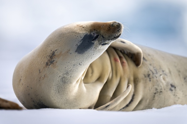 close up of crabeater seal resting