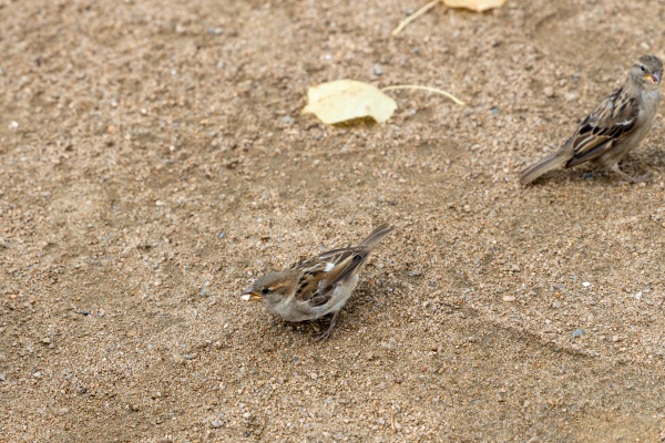 sparrows cavort in the sand