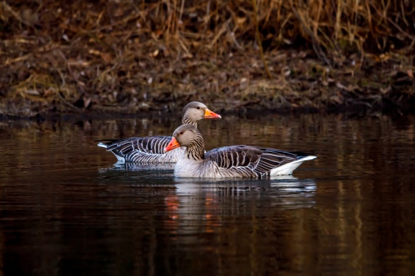 a greylag goose in the wild