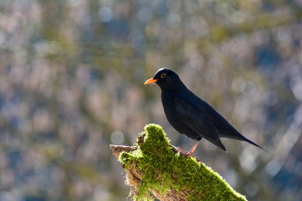 a blackbird sits on an old