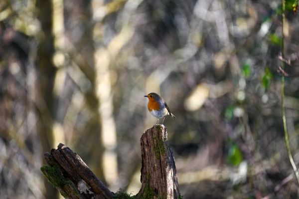robin bird on branch in the