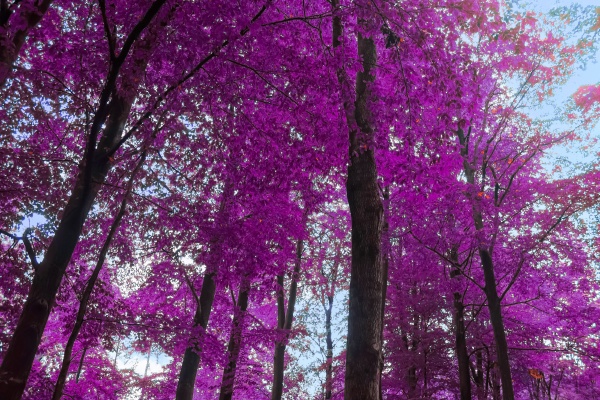 beautiful pink and purple infrared panorama