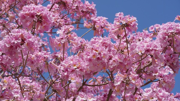pink trumpet tree handroanthus impetiginosus