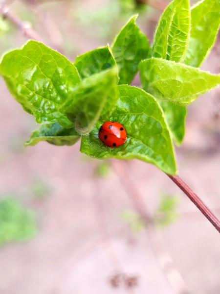 ladybug on leaves close up