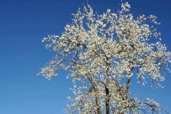 spring cherry tree blossom