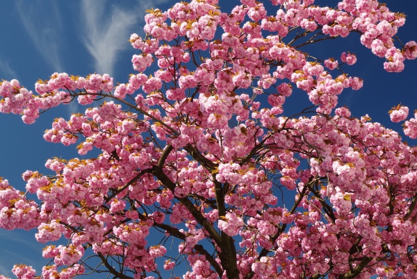 spring cherry tree blossom