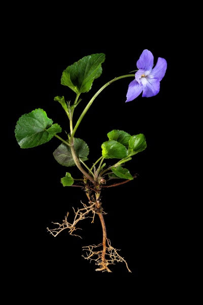whole blue violet plant with roots