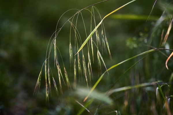 grass plant closeup in summer