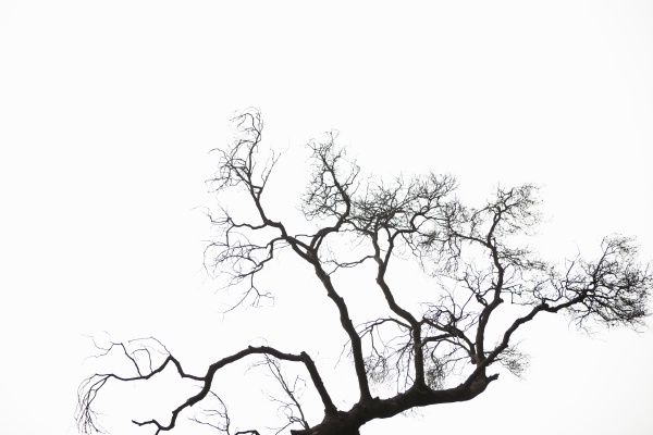 silhouette of bare tree branches