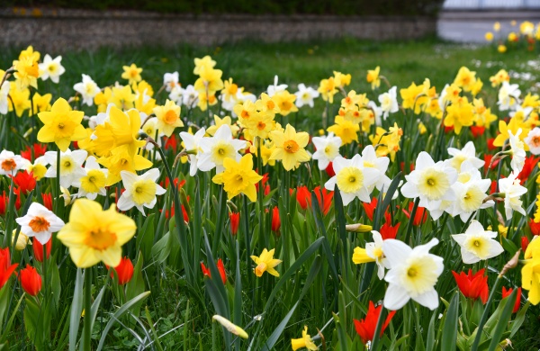 blooming daffodils and tulips in the