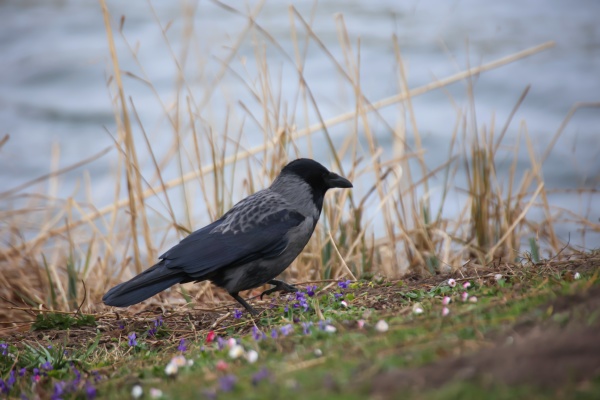 a carrion crow at the edge