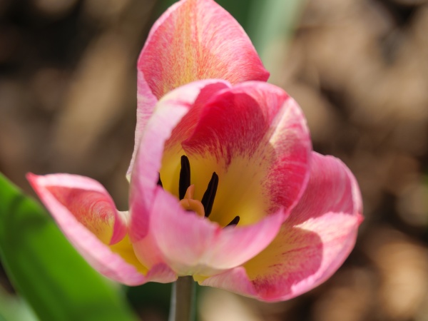 tulips in german garden