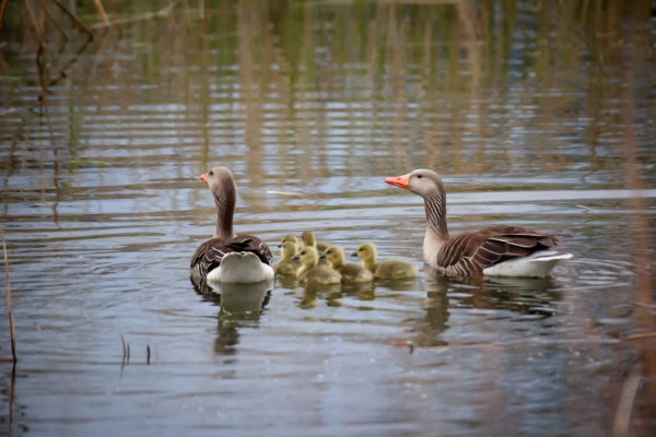 a family of gray geese with