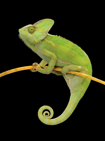 chameleon climbing on branch on isolated