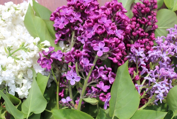 different kinds of lilac in the
