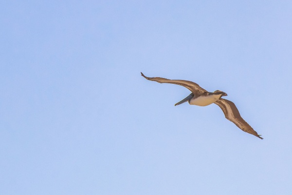 flying pelican bird with blue sky