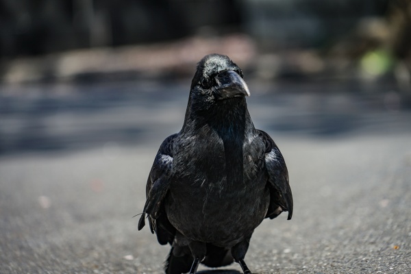 jet black crow hashibuto