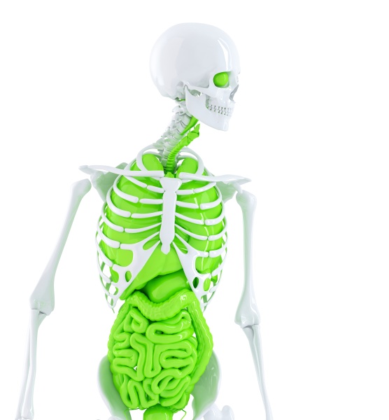 human skeleton with internal organs