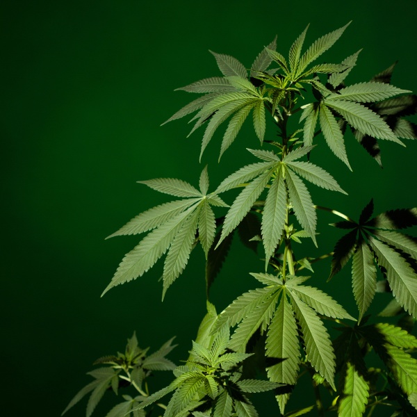 medical marijuana plant on green background