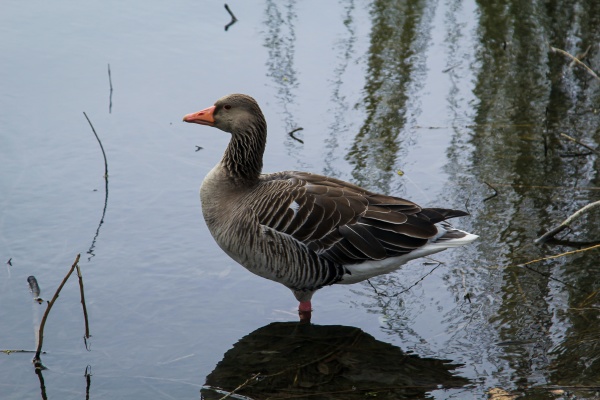 a gray goose stands near the