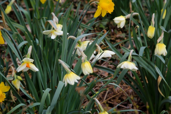 lots of daffodils daffodils on