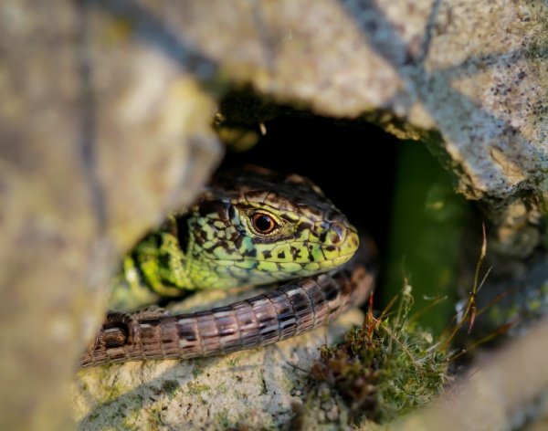 a male fence lizard hides and