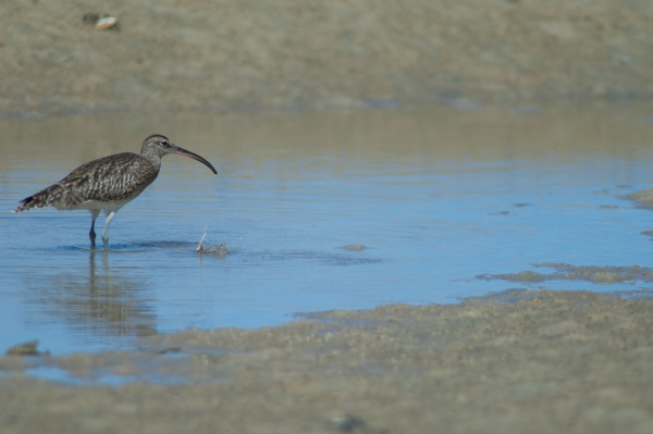 whimbrel numenius phaeopus with a fiddler