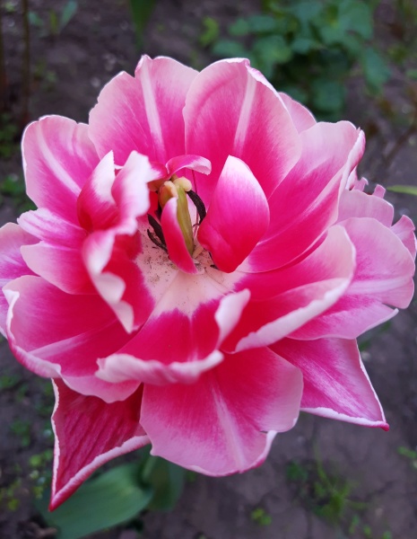 opened tulip bud close up