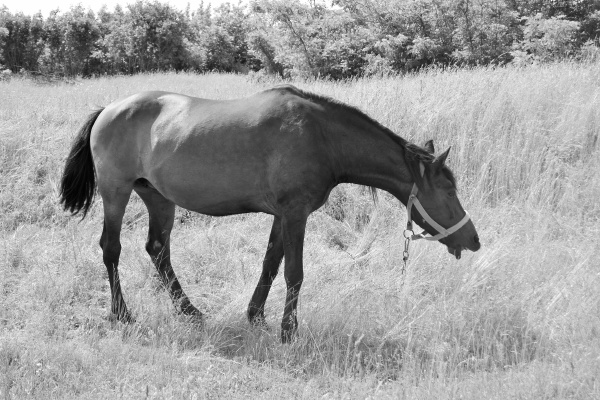 beautiful wild horse stallion on summer