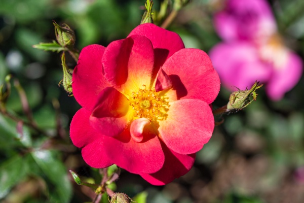 wild rosehip flower dog rose