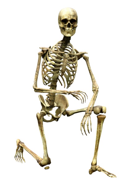 3d rendering human skeleton on white
