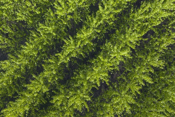 drone view of rows of green