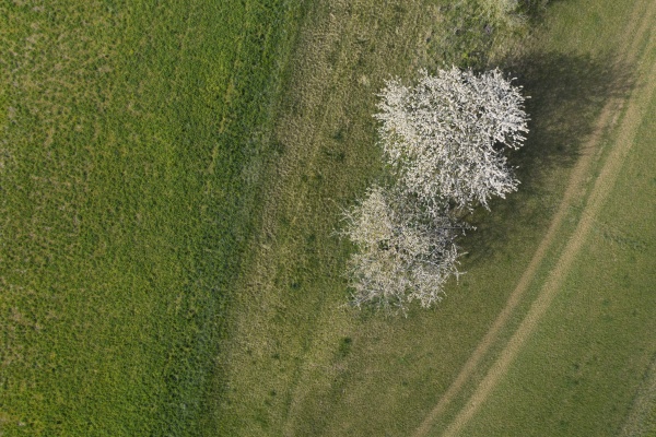 drone view of white blossoming cherry