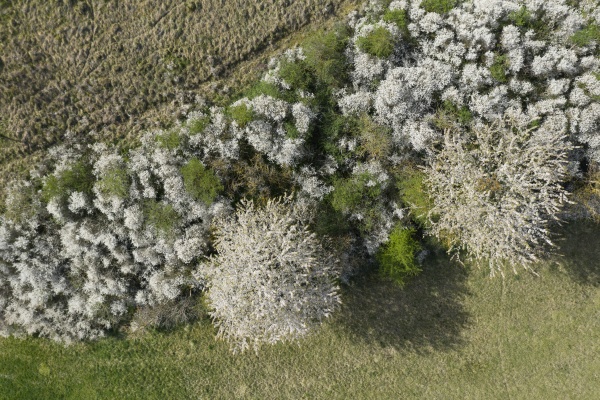 drone view of white blossoming cherry