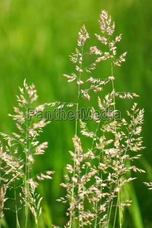 Poa pratensis meadows panicle grass - Stock Photo #76657 | PantherMedia ...