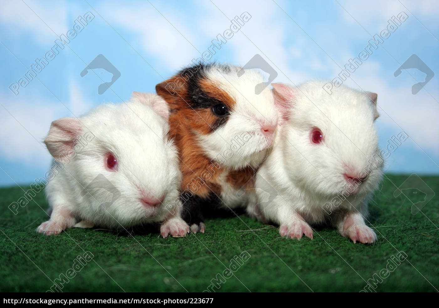 swiss teddy guinea pig