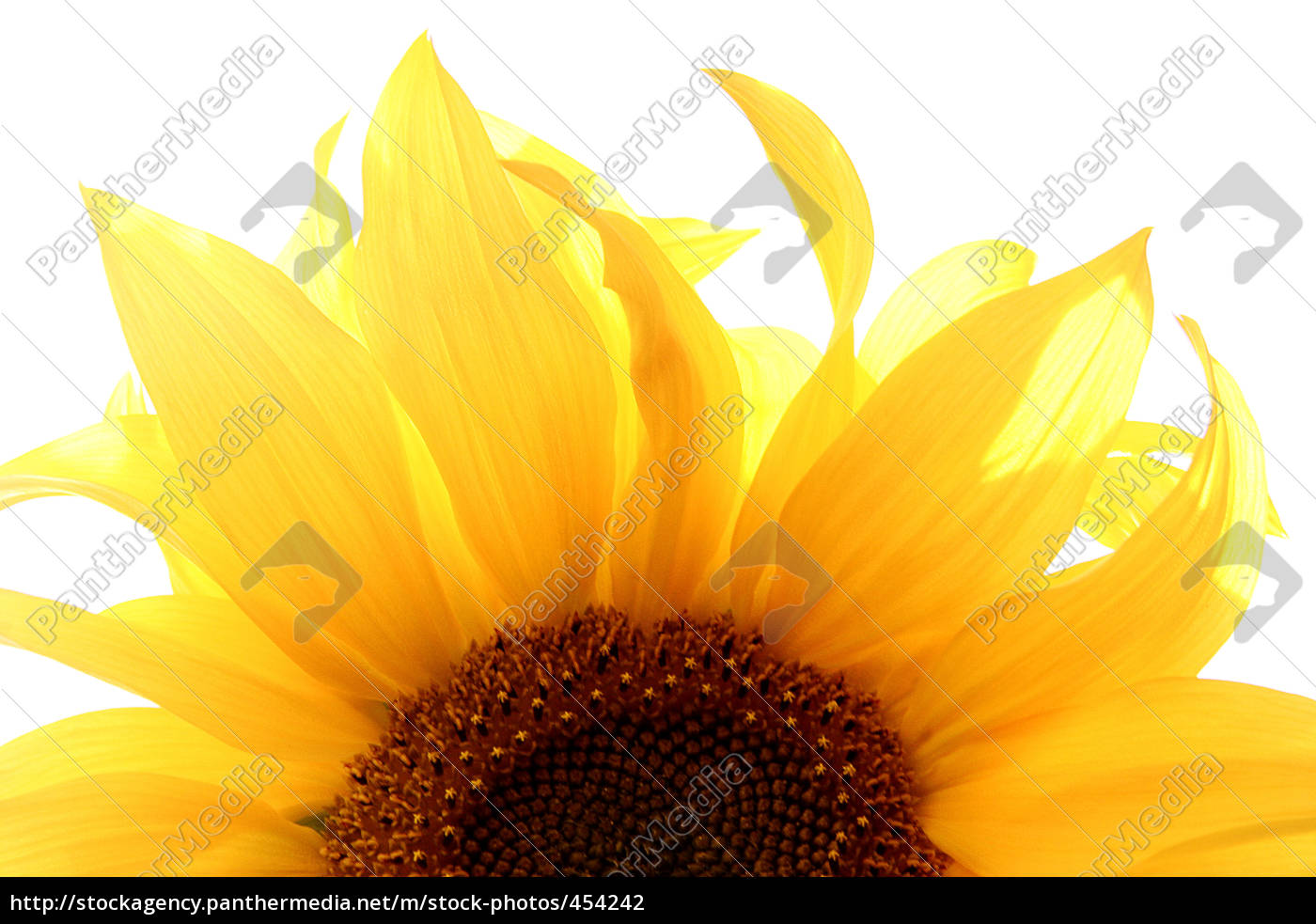 Download half sunflower - Royalty free image - #454242 ...